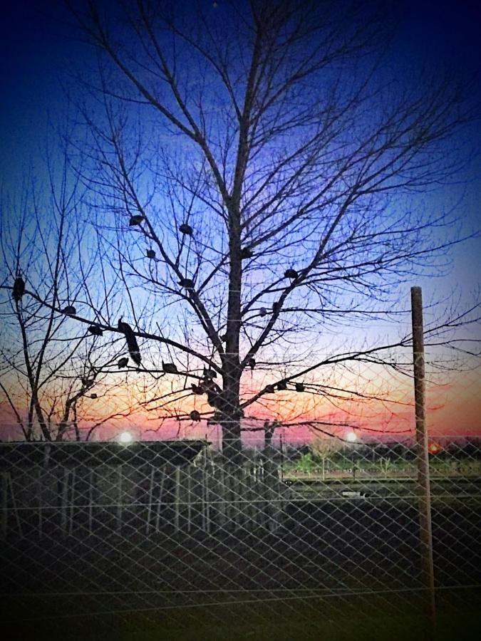 Complejo Koi * General Alvear (Mendoza)