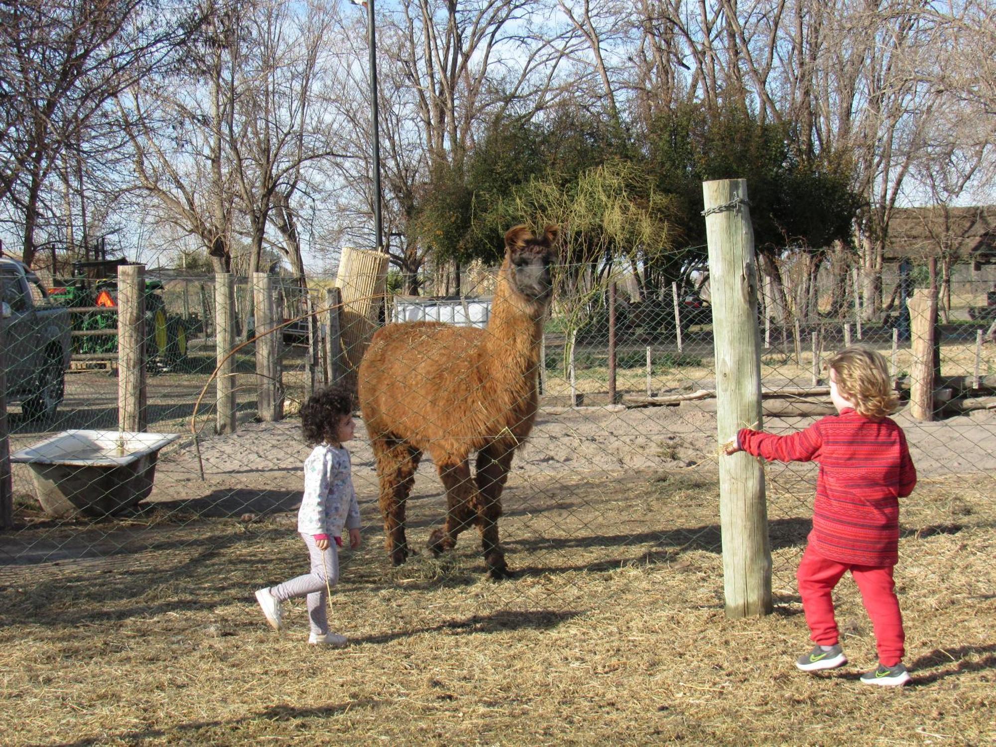 Complejo Koi General Alvear (Mendoza)